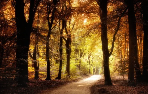 Road, autumn, Park