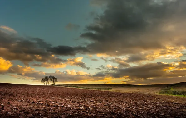Field, the sky, nature, arable land