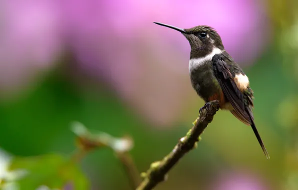 Background, bird, branch, Hummingbird, bird, bokeh