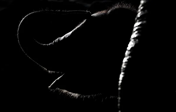 Background, elephant, baby