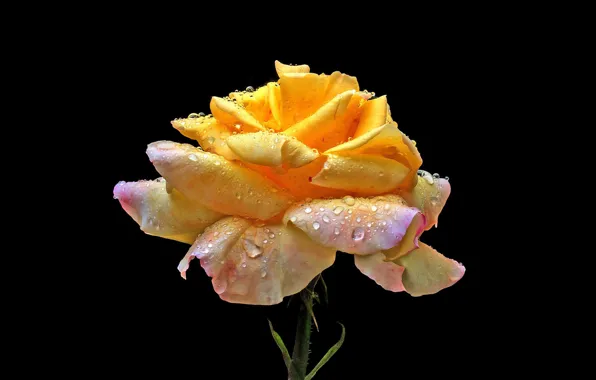 Picture flower, rose, droplets of water