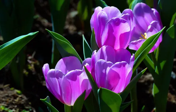 Picture light, flowers, spring, tulips, buds, flowerbed, lilac