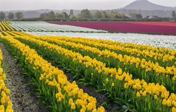 Field, the sky, trees, flowers, hills, spring, dal, yellow