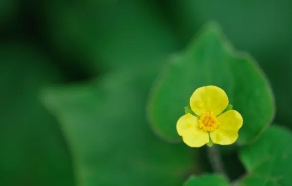 Picture leaves, green leaves, leaves, bokeh, bokeh, Yellow flower, Yellow flower, Green leaves