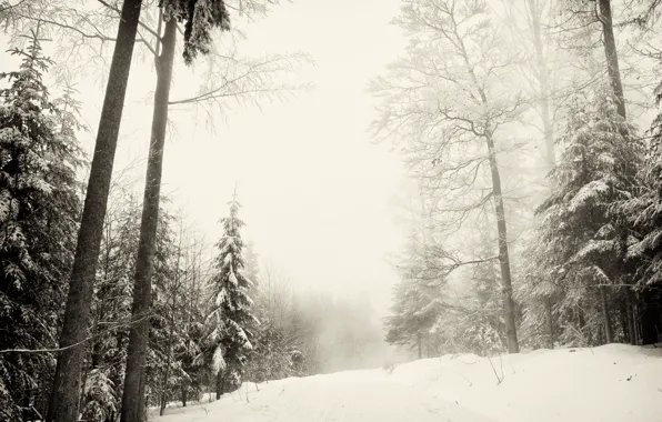 Winter, forest, snow, nature, Sumava national Park, winter Sumava