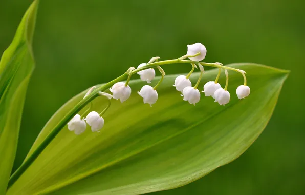 Leaves, flowers, nature, lilies of the valley