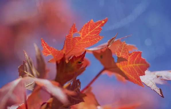 Autumn, leaves, macro