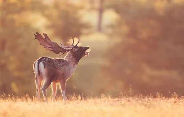 Picture field, nature, deer