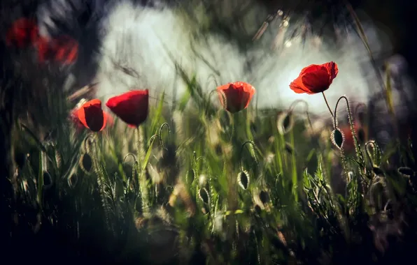 Field, light, flowers, darkness, Maki, red