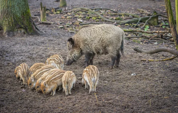 Pig, mom, pigs, boars, hog, wild pigs