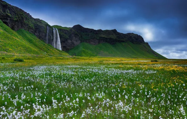 Picture grass, flowers, rocks, waterfall, Iceland