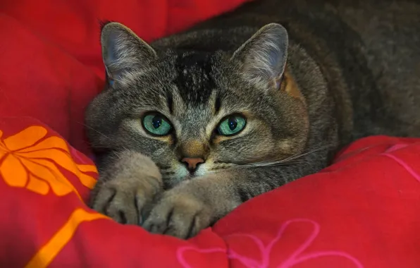 Cat, eyes, cat, look, face, red, pose, green