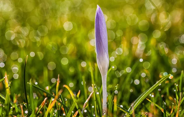 Flower, grass, drops, nature, glare, lilac, spring, Krokus