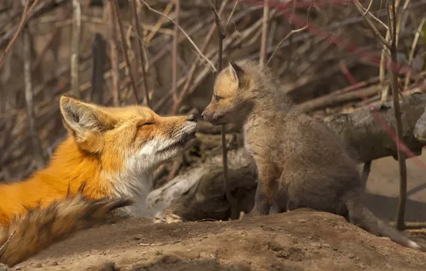 Picture Fox, cub, motherhood, Fox