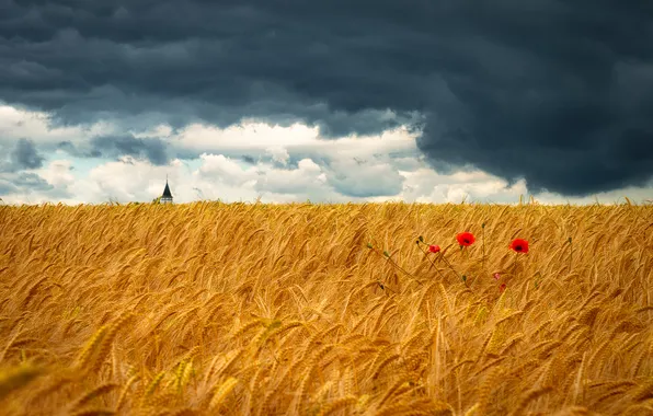 Field, summer, the sky, flowers, clouds, rye, Maki, dal