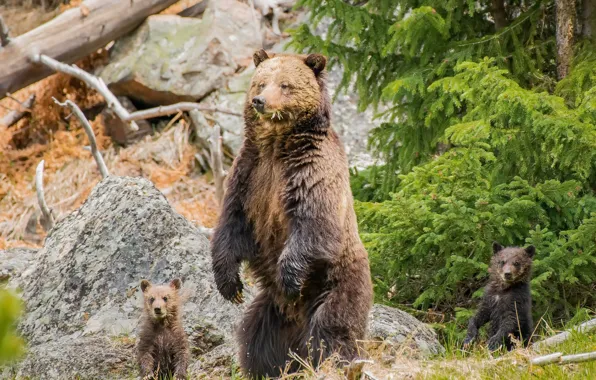 Picture summer, nature, bear