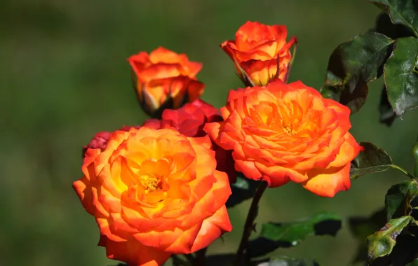 Picture Roses, Orange flowers, Orange roses