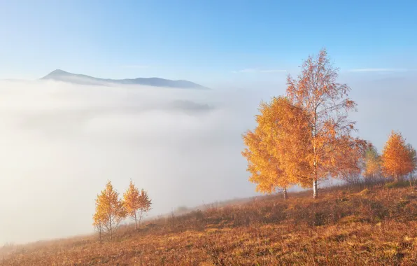 Picture field, autumn, light, trees, mountains, fog, morning, slope