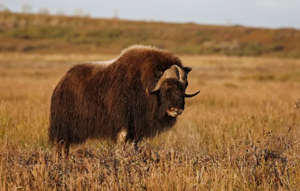 Picture nature, horns, musk ox