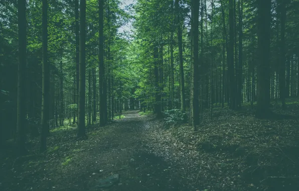 Road, forest, trees, nature, path