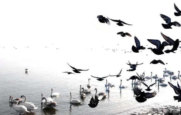 Picture birds, dove, Swan, pond