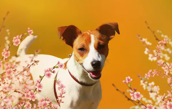 Picture look, flowers, background, dog, Jack Russell Terrier