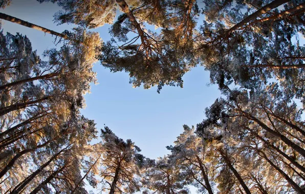Picture trees, the sky, heart, pine