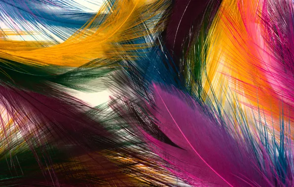 Picture color, bright, texture, feathers