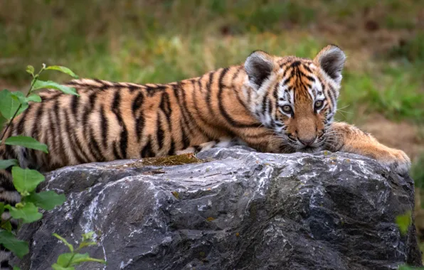 Picture branches, stones, tiger, lies, look, baby, nature, tiger