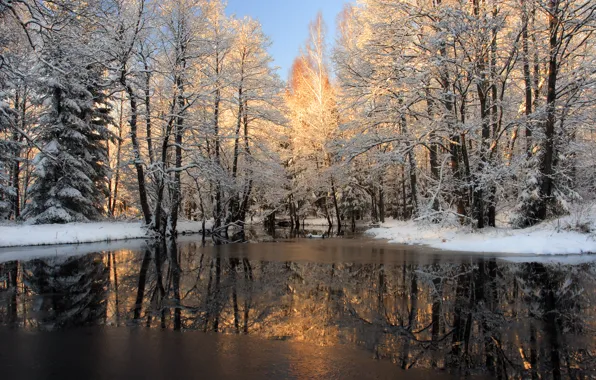 Winter, forest, snow, river