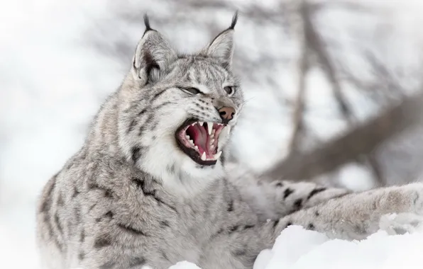 Winter, snow, predator, mouth, grin, lynx, Eurasian