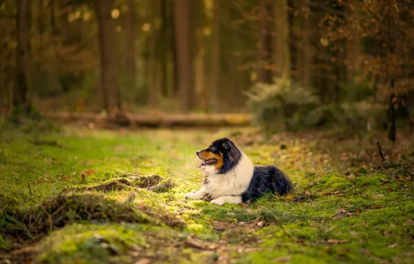 Grass, forest, dog, bokeh, australian shepherd, canine