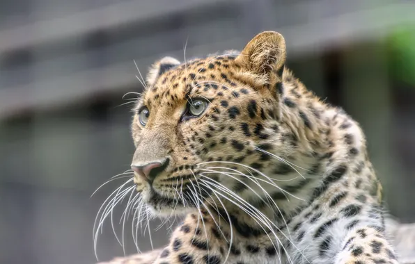 Cat, look, face, leopard, Amur