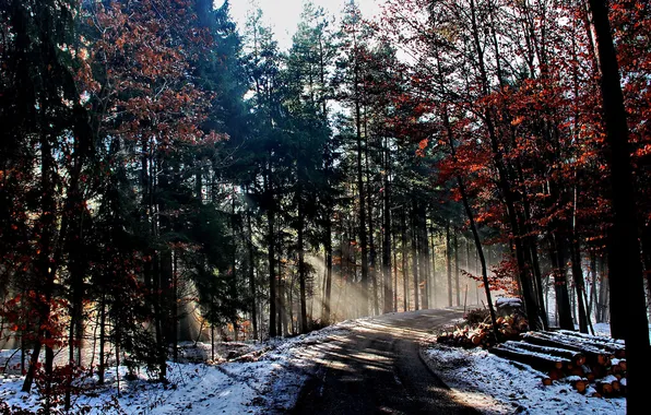 Picture winter, road, forest, rays, light, nature