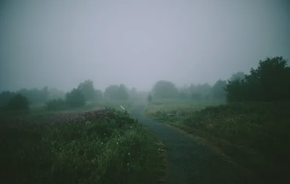 Trees, flowers, fog, the way, benches