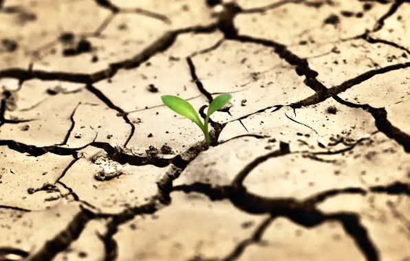 Picture life, Rostock, drought, torn