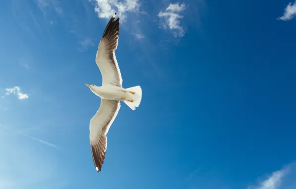 White, the sky, clouds, flight, blue, bird, Seagull