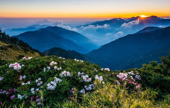 Greens, the sky, the sun, clouds, rays, landscape, sunset, flowers