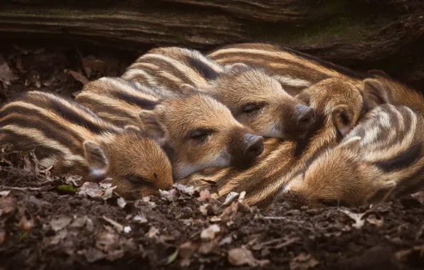 Comfort, earth, together, foliage, sleep, log, kids, sleep