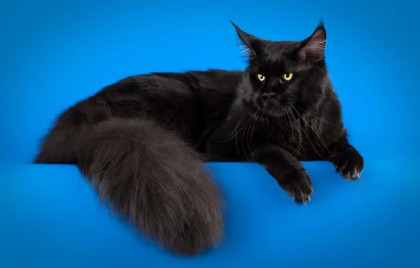 Cat, cat, black, lies, blue background, handsome, Maine Coon