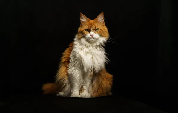 Cat, cat, look, face, light, pose, red, evil
