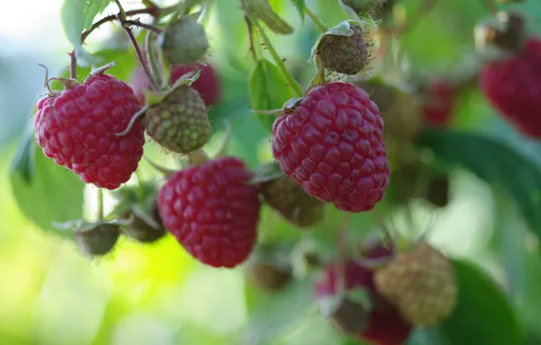 Autumn, nature, berries, raspberry, beauty, positive, harvest, sweet