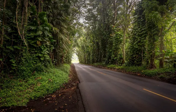 Picture road, forest, trees
