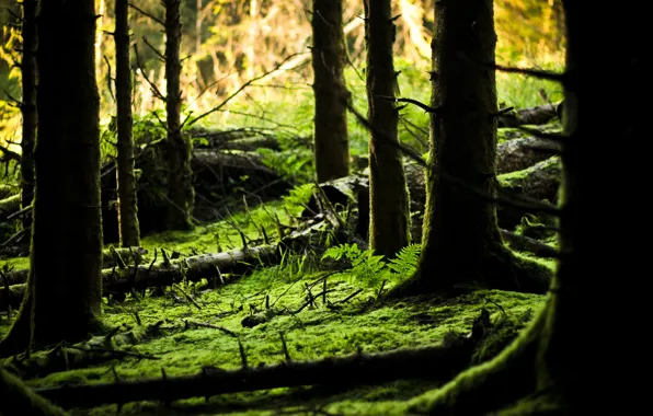 Picture forest, light, nature