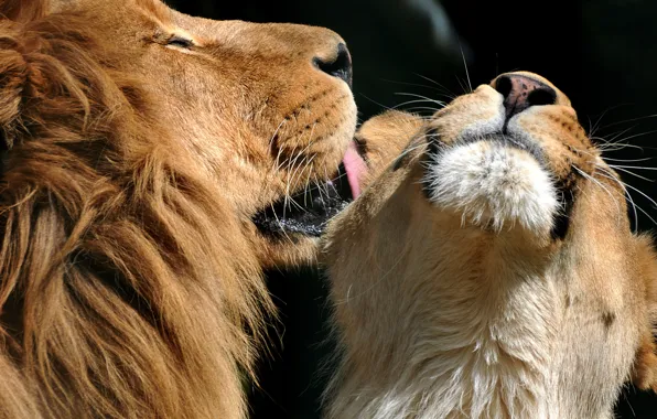 Picture love, kiss, Leo, lions, lioness