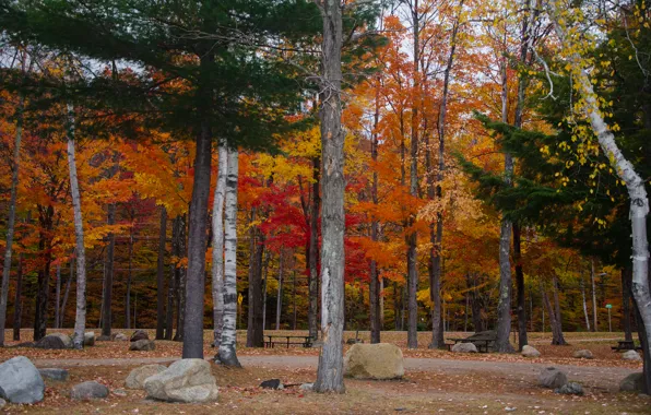 Picture autumn, forest, trees, forest, Nature, trees, autumn, fall