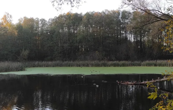 Forest, lake, duck, reed, duckweed