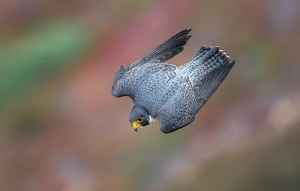 Flight, background, bird, Falcon, Kestrel, a steep dive