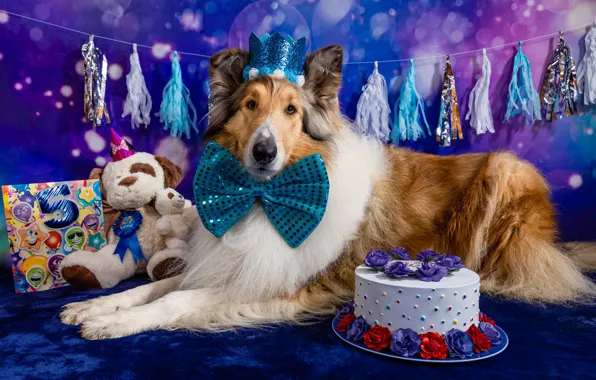 Look, face, blue, pose, background, holiday, toys, dog
