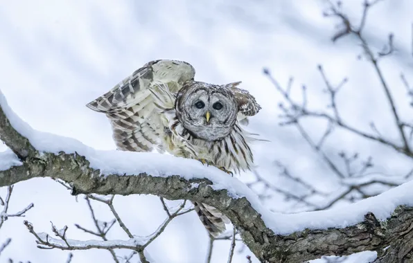 Winter, look, snow, branches, tree, owl, bird, wings